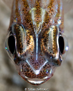 Cardinalfish on nightdive, ABC Bay, Tioman Island by Tobias Reitmayr 